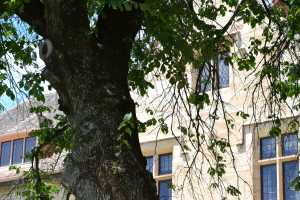 carrick hill 2014 (60)